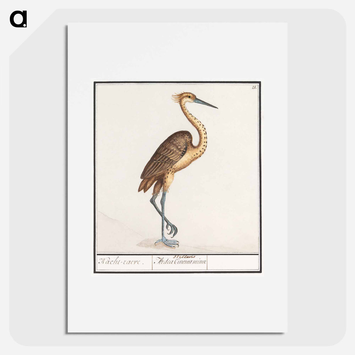 Heron, Ardea - アンセルムス ボエティウス デ ブート Poster.
