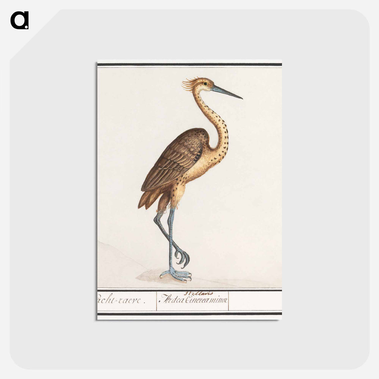 アートポストカード-Heron, Ardea - アンセルムス ボエティウス デ ブート Postcard.