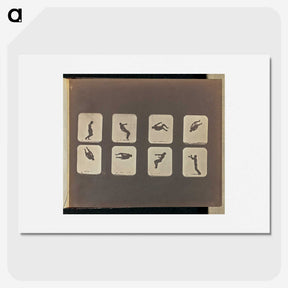 2-52_Eadweard-Muybridge_picture