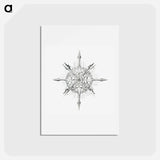 アートポストカード-Vintage marine life illustration on white background - エルンスト ヘッケル Postcard.