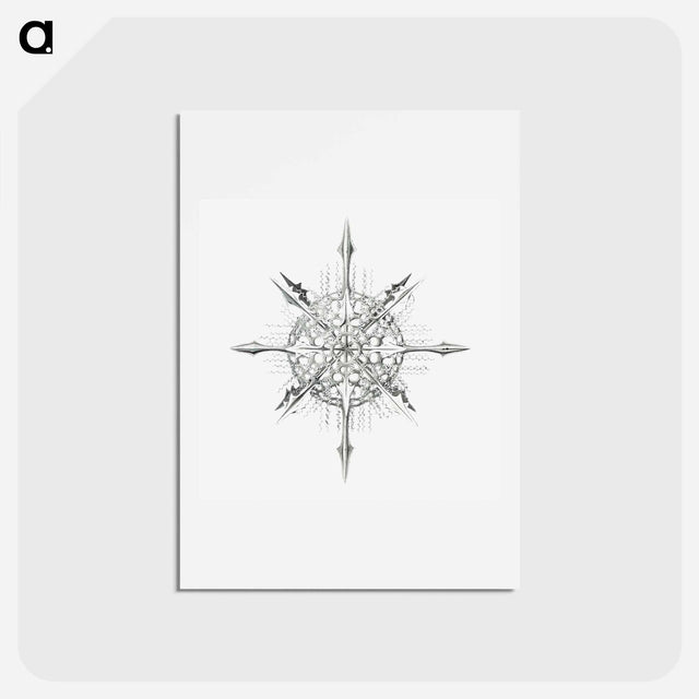 アートポストカード-Vintage marine life illustration on white background - エルンスト ヘッケル Postcard.