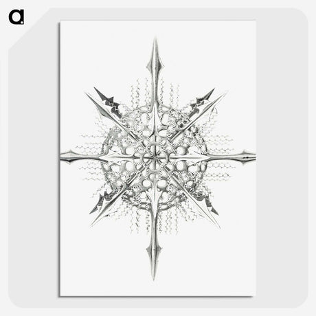 2-52_Ernst-Haeckel_picture-crop