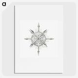 2-52_Ernst-Haeckel_picture