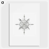 Vintage marine life illustration on white background - エルンスト ヘッケル Poster.