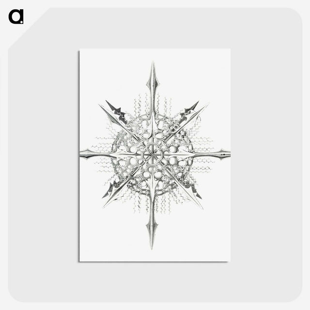 2-52_Ernst-Haeckel_postcard