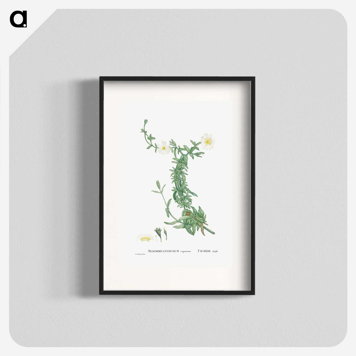 2-52_Histoire-des-Plantes-Grasses_blk