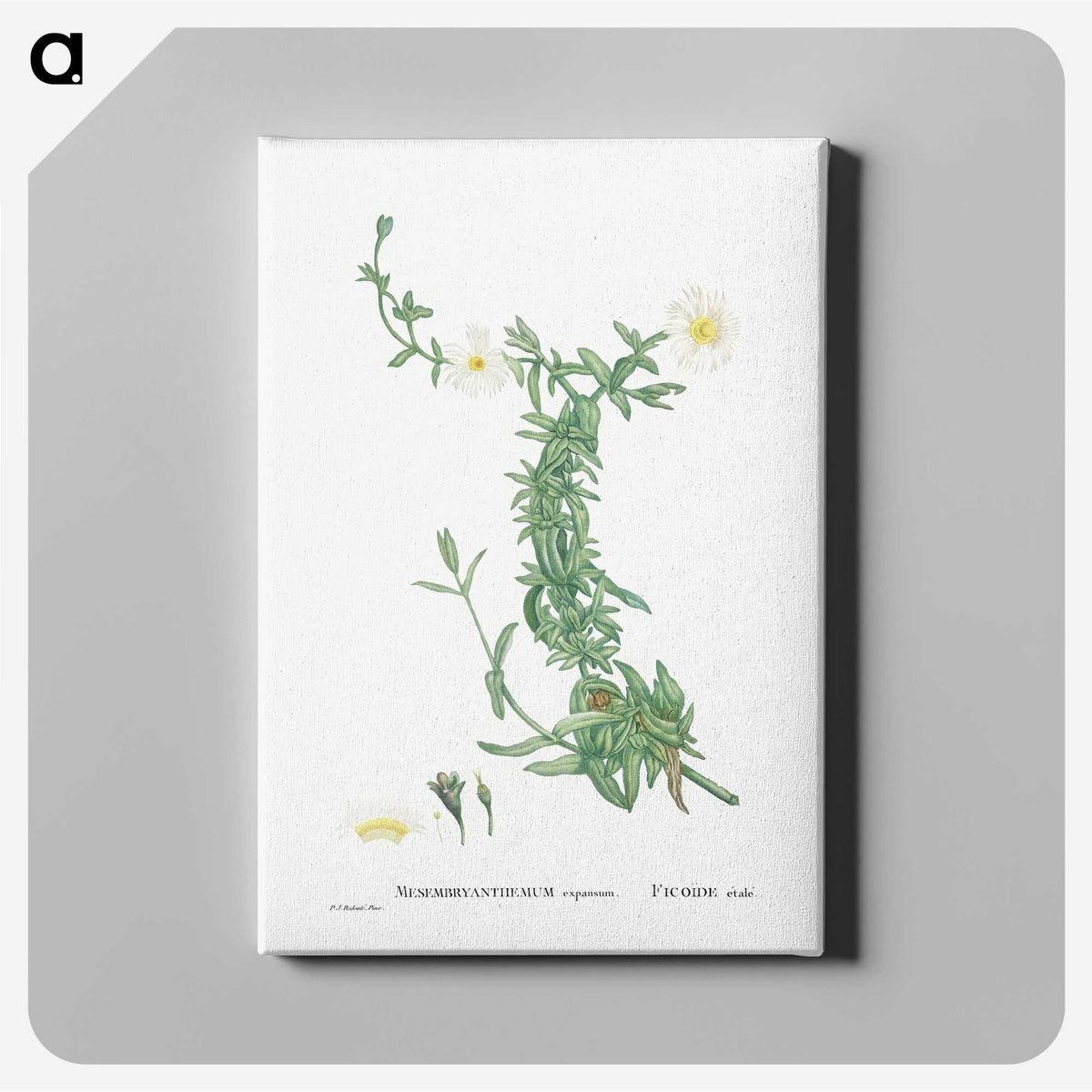 2-52_Histoire-des-Plantes-Grasses_canvas