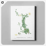 2-52_Histoire-des-Plantes-Grasses_canvas