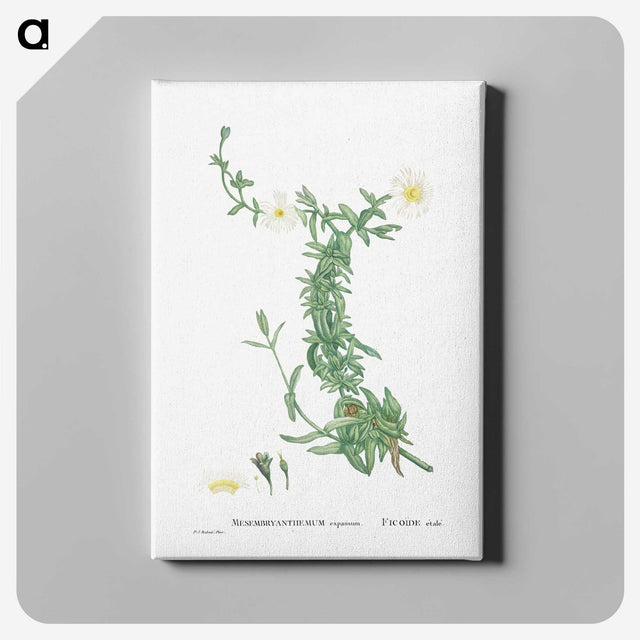 2-52_Histoire-des-Plantes-Grasses_canvas