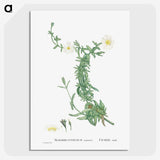 2-52_Histoire-des-Plantes-Grasses_picture-crop