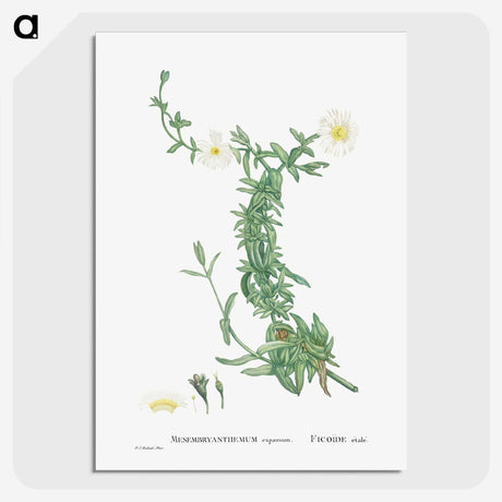 2-52_Histoire-des-Plantes-Grasses_picture-crop