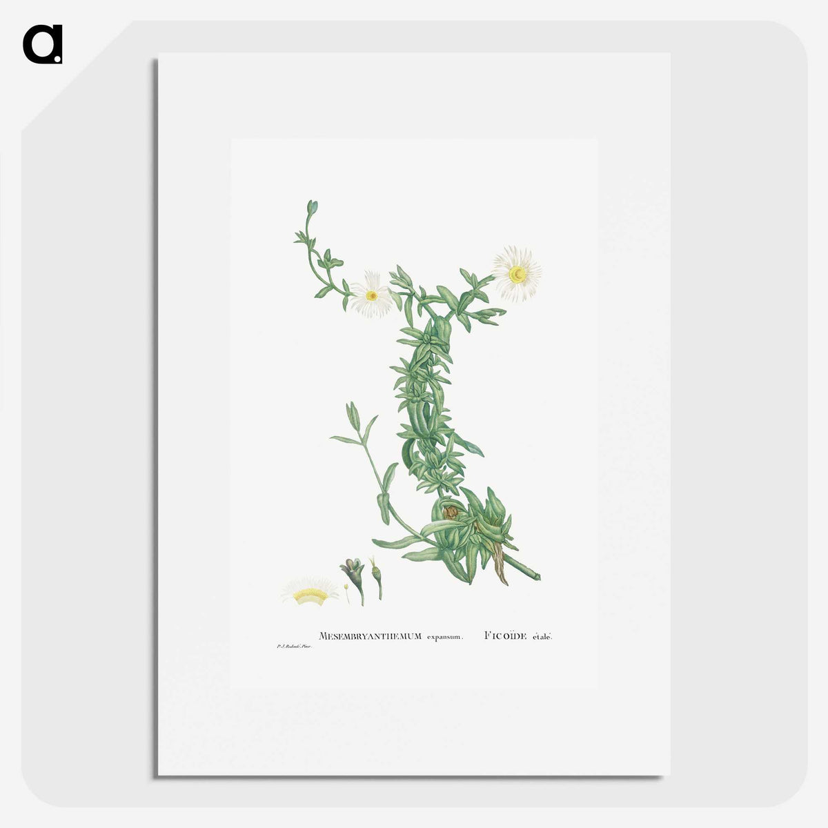 2-52_Histoire-des-Plantes-Grasses_picture