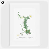 2-52_Histoire-des-Plantes-Grasses_picture