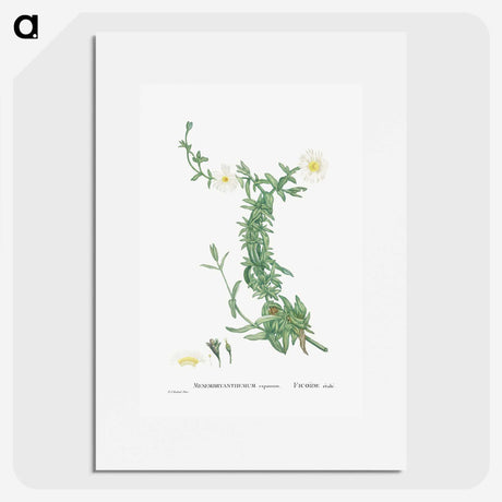 2-52_Histoire-des-Plantes-Grasses_picture