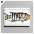 2-52_Ichtyologie-ou-Histoire-naturelle_canvas