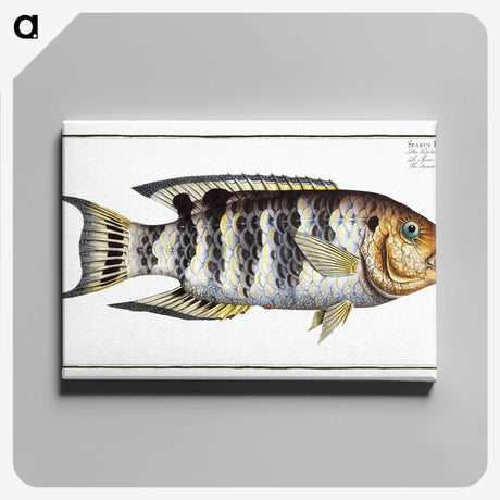 2-52_Ichtyologie-ou-Histoire-naturelle_canvas
