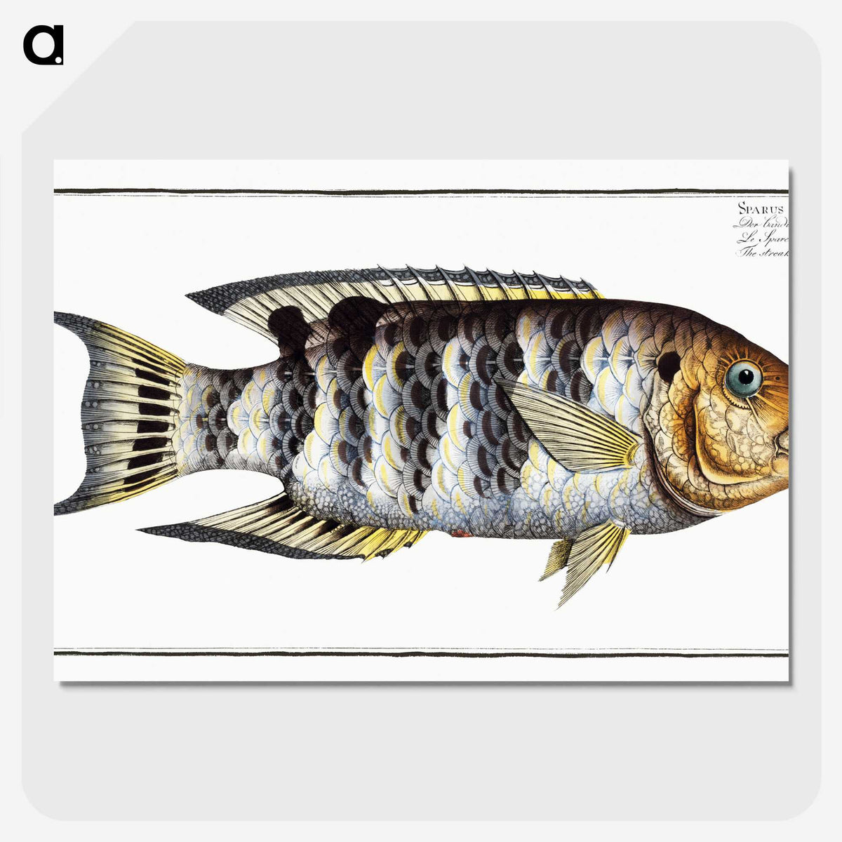 2-52_Ichtyologie-ou-Histoire-naturelle_picture-crop