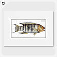 2-52_Ichtyologie-ou-Histoire-naturelle_picture