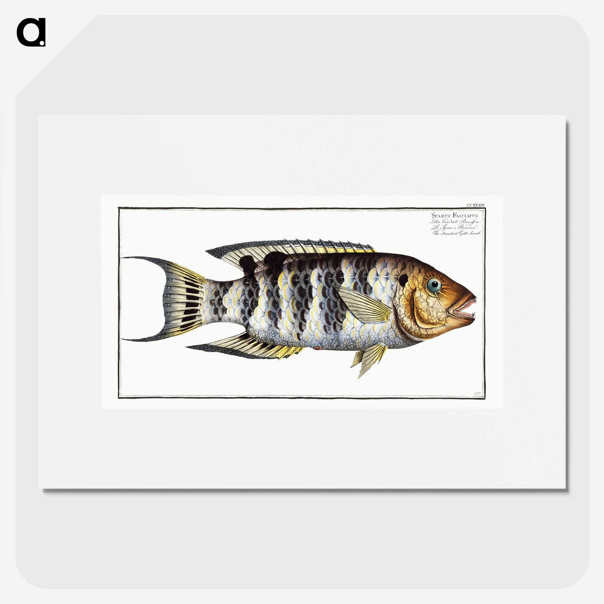 2-52_Ichtyologie-ou-Histoire-naturelle_picture