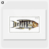 2-52_Ichtyologie-ou-Histoire-naturelle_picture