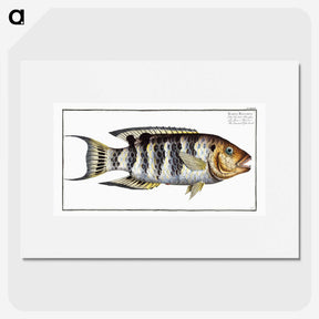 2-52_Ichtyologie-ou-Histoire-naturelle_picture