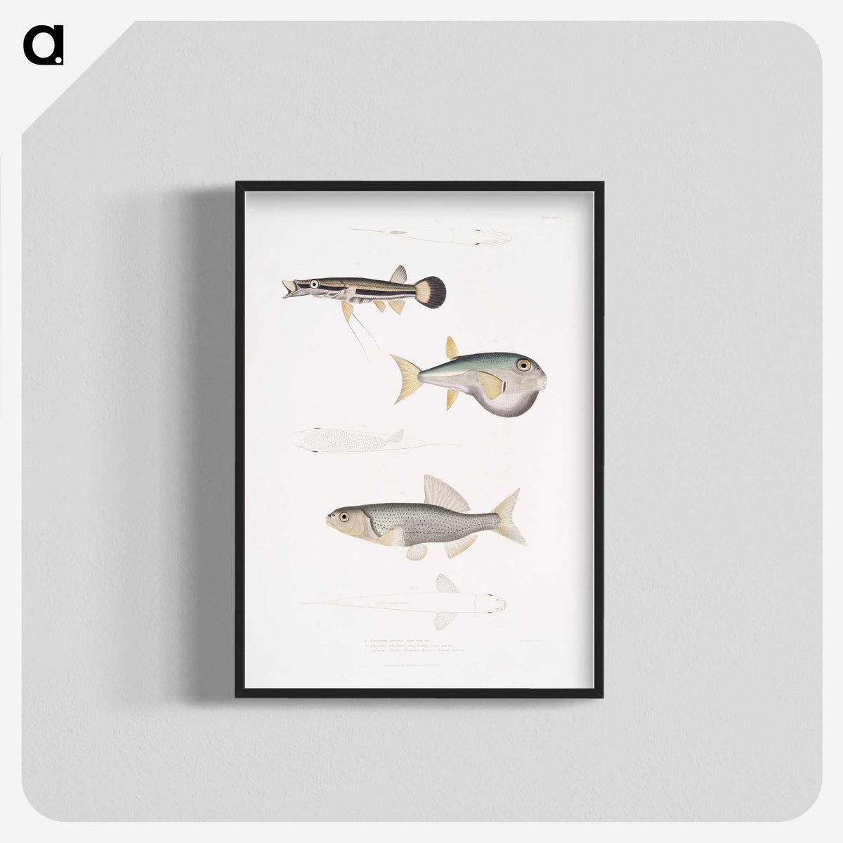 2-52_Indian-Zoology_blk-crop
