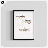 2-52_Indian-Zoology_blk-crop