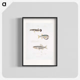 2-52_Indian-Zoology_blk