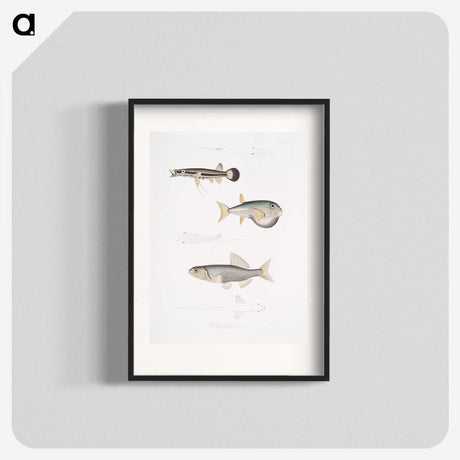 2-52_Indian-Zoology_blk