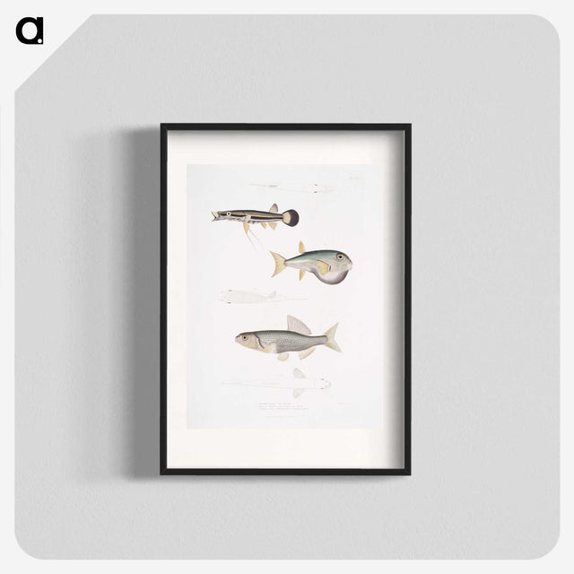 2-52_Indian-Zoology_blk