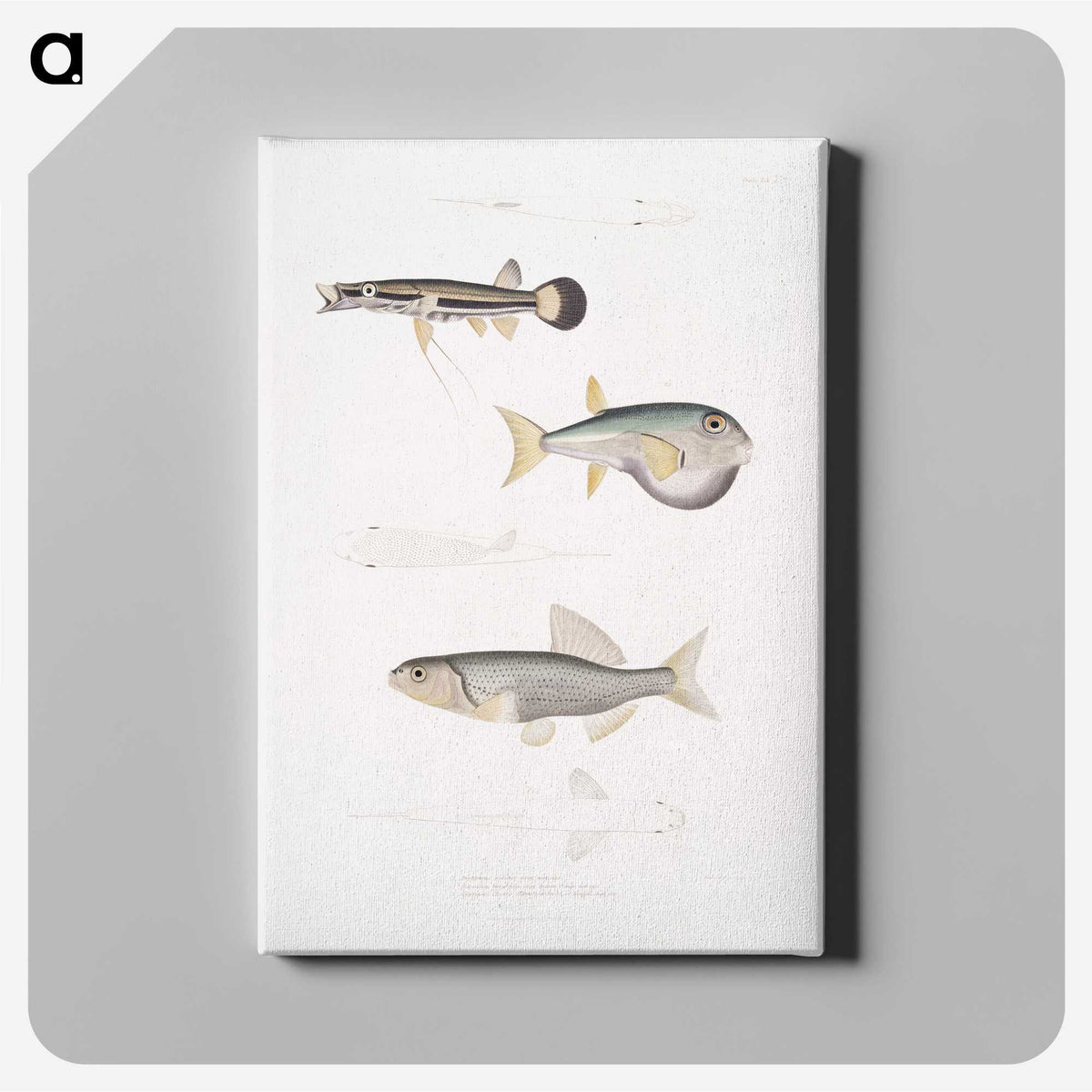 2-52_Indian-Zoology_canvas