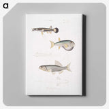 2-52_Indian-Zoology_canvas