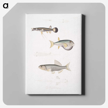 2-52_Indian-Zoology_canvas