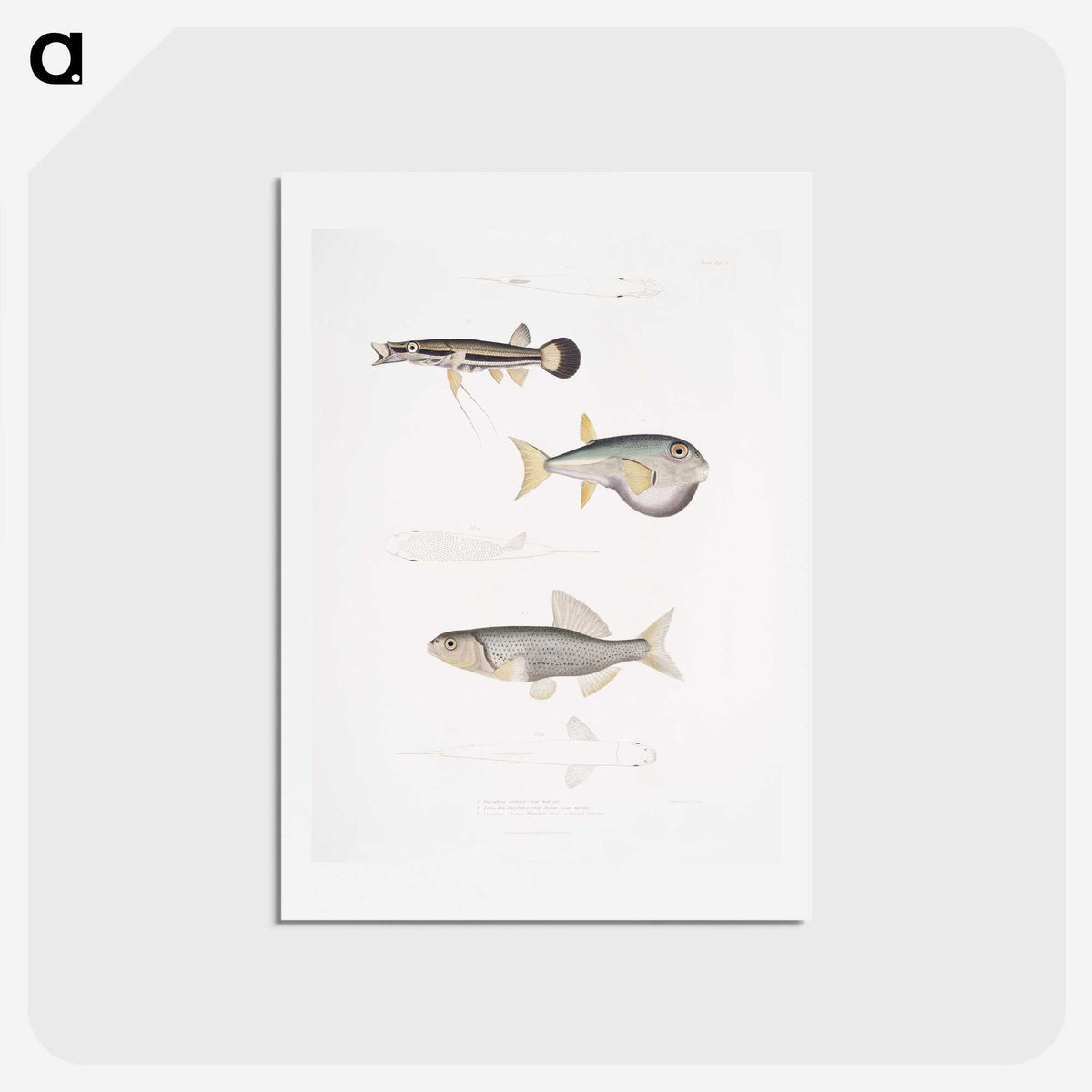 2-52_Indian-Zoology_hagaki