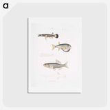 2-52_Indian-Zoology_hagaki
