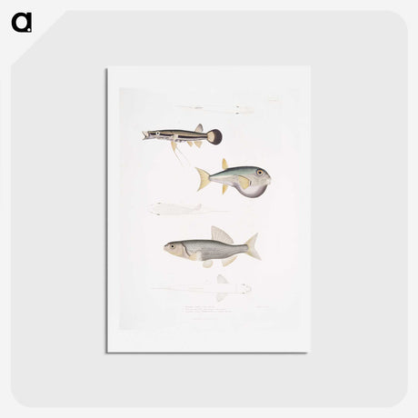2-52_Indian-Zoology_hagaki