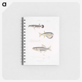 2-52_Indian-Zoology_memo