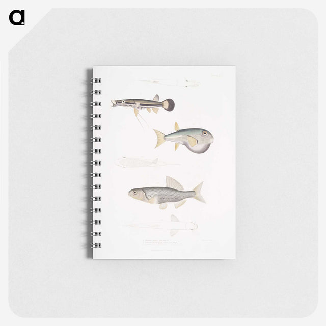 2-52_Indian-Zoology_memo