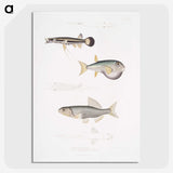 2-52_Indian-Zoology_picture-crop