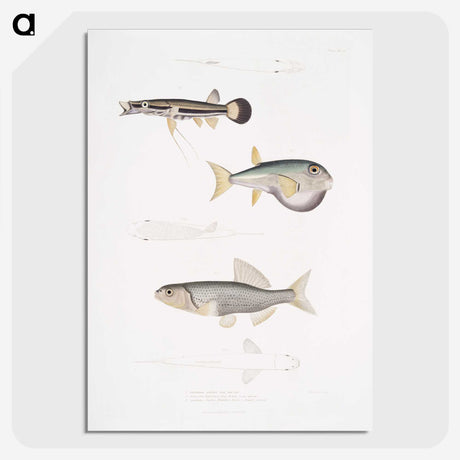 2-52_Indian-Zoology_picture-crop