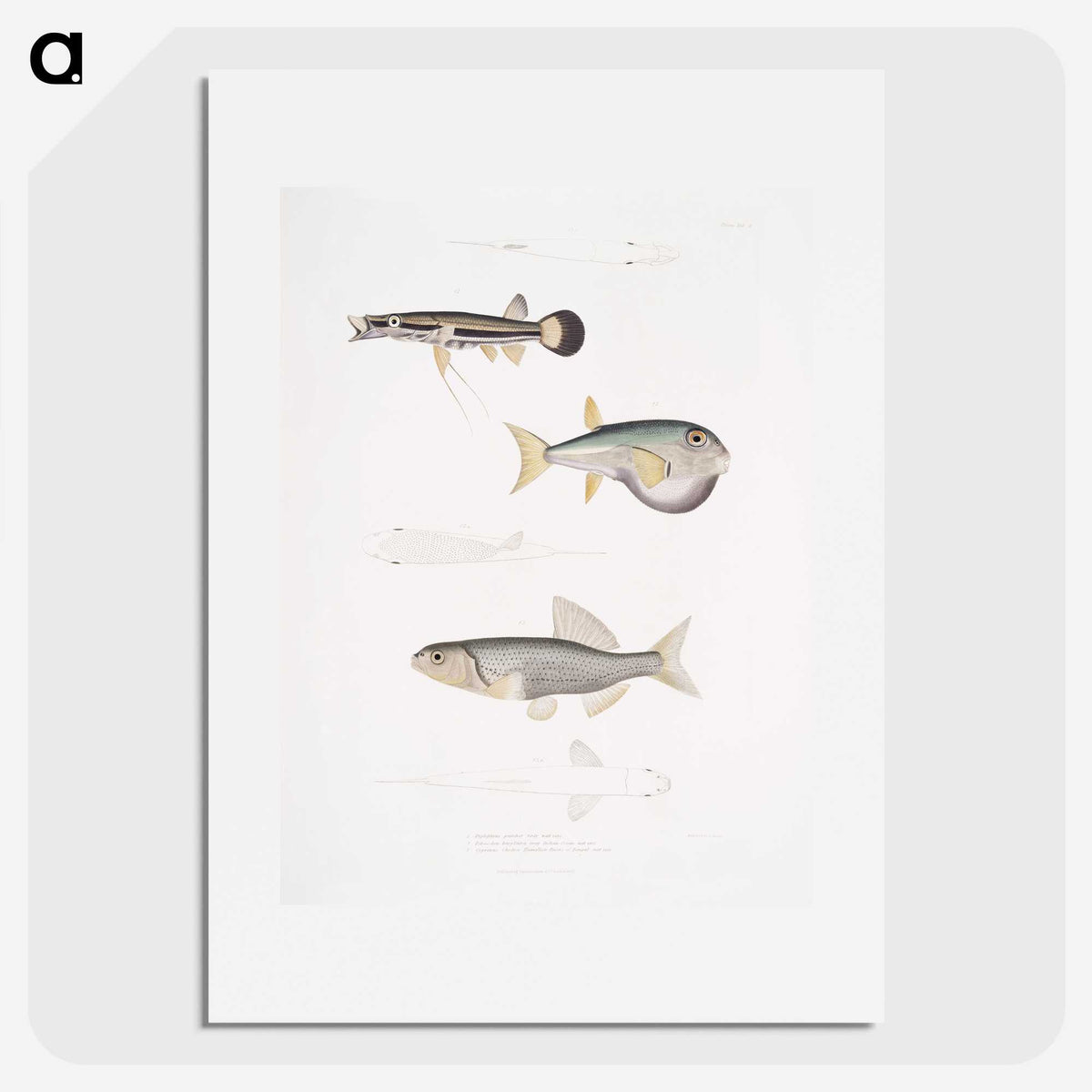 2-52_Indian-Zoology_picture