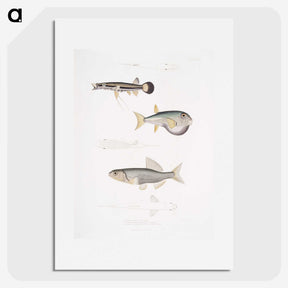 2-52_Indian-Zoology_picture