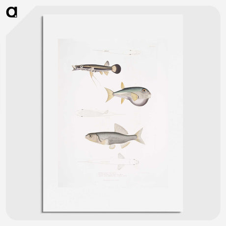 2-52_Indian-Zoology_picture