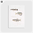 2-52_Indian-Zoology_postcard