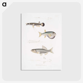2-52_Indian-Zoology_postcard