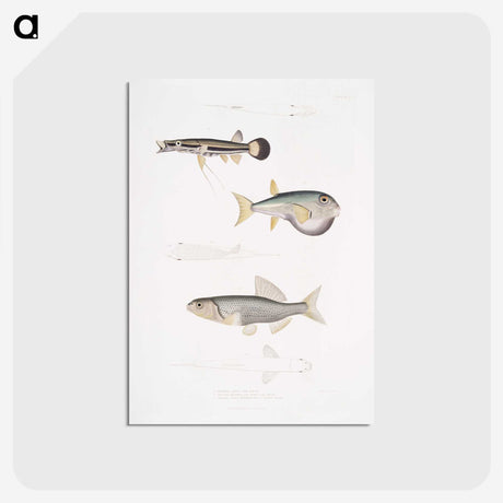 2-52_Indian-Zoology_postcard