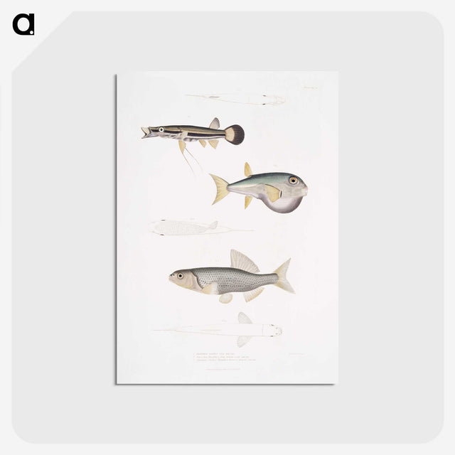 2-52_Indian-Zoology_postcard