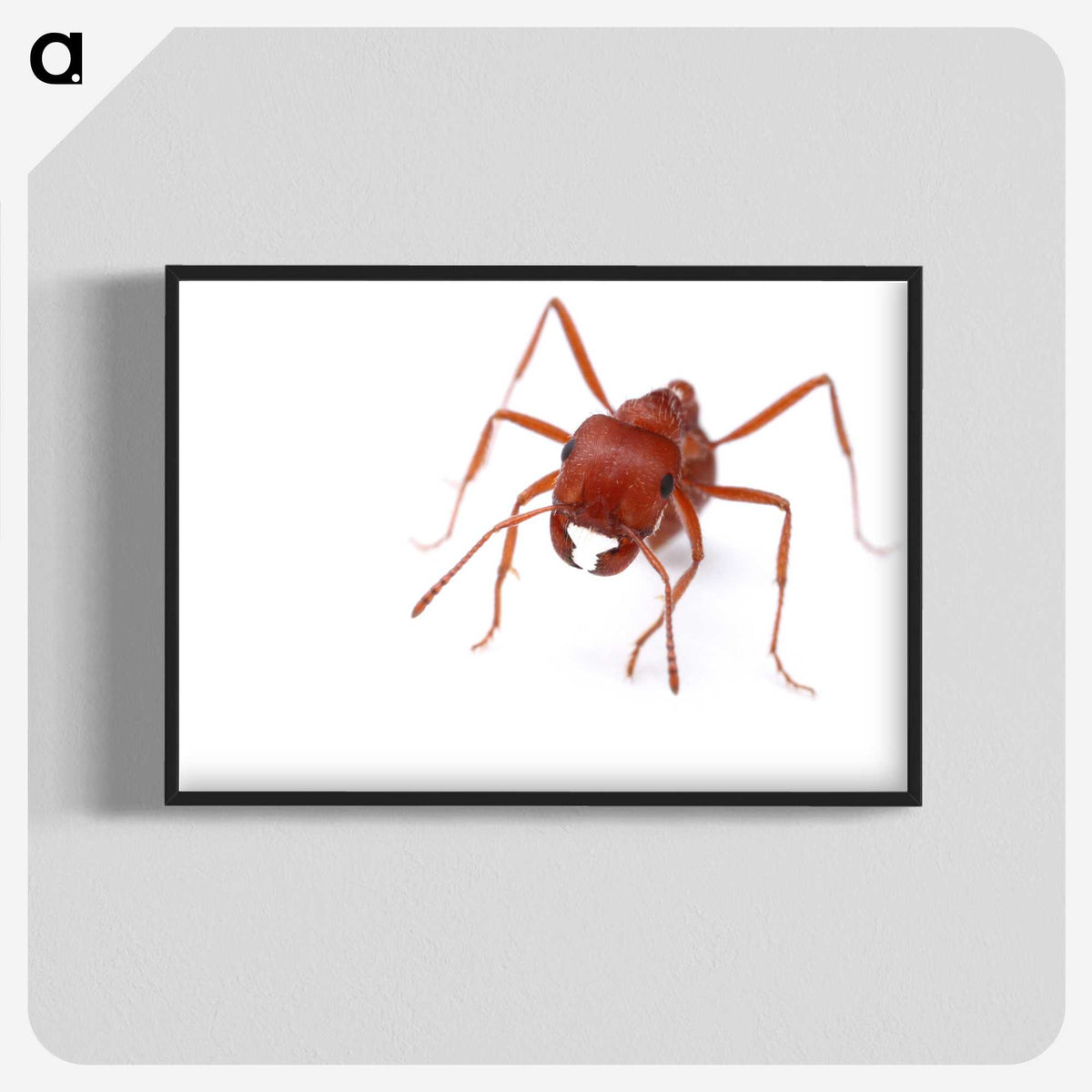 2-52_Insects-Unlocked-Project_blk-crop