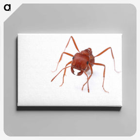 2-52_Insects-Unlocked-Project_canvas
