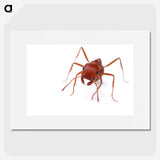 2-52_Insects-Unlocked-Project_picture